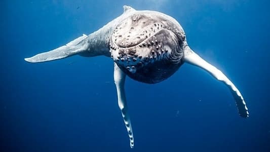 Image El juego del amor 2