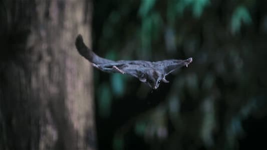 Image Animal (2021) 3