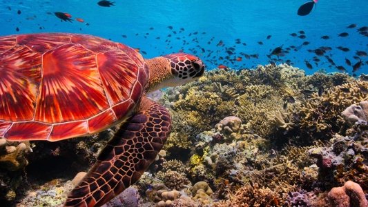 Image Nuestro planeta (Our Planet) 4