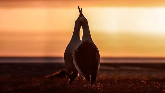 Image El juego del amor 5