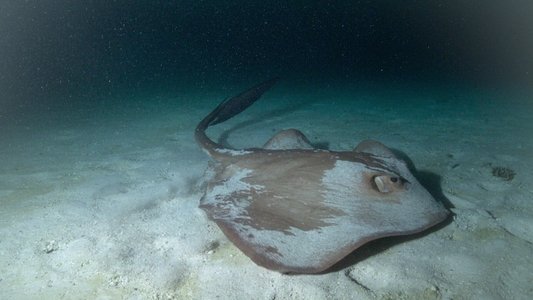 Image All the Sharks 2