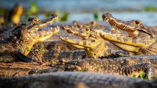 Image El juego del amor 4