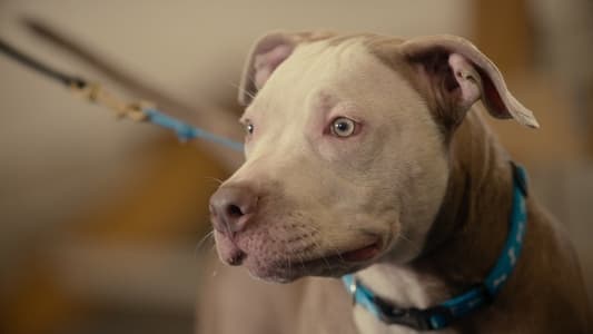 Image Canine Intervention 5