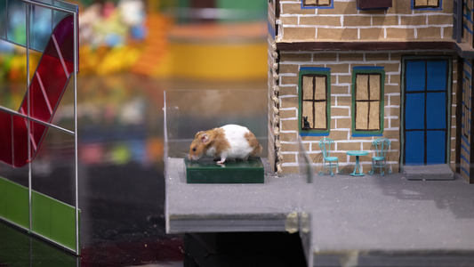 Image Human vs Hamster 7