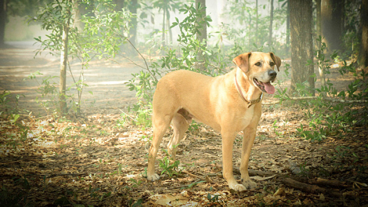 Image Bajo el Domo (Under the Dome) 13