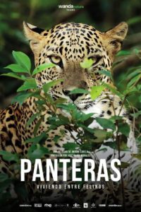 Poster Panteras: Viviendo entre felinos