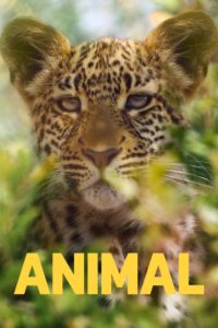 Poster Animal (2021)