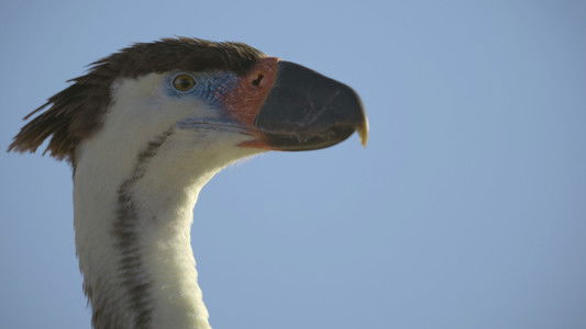 Image Prehistoric Planet (2022) 2