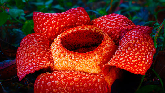 Image Planeta Verde 1