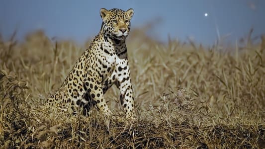 Image Planeta nocturno: a todo color 3