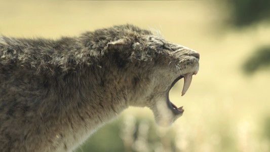 Image Prehistoric Planet (2022) 4