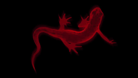 Image Salamander 3
