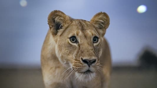 Image Planeta nocturno: a todo color 1