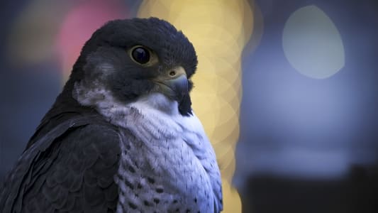 Image Planeta nocturno: a todo color 5