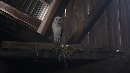 Image Fantasmas (US) 1